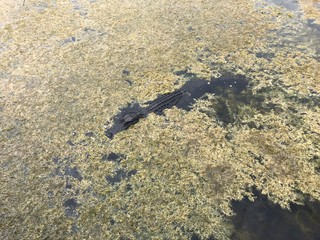 alligator enjoying sun in Florida