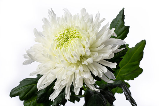 White Chyrsanthemum Flower Head with Green Heart, Close Up on White Background