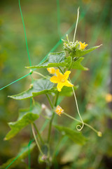Cucumber plant. Yellow flowers and green leaves