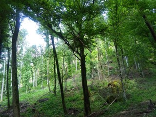 Obraz premium trees in the forest