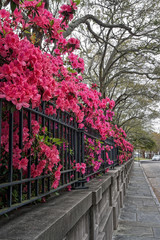 Azaleas adorn wrought iron fence in historic area of Charleston