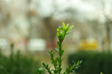 leaves of tree in spring