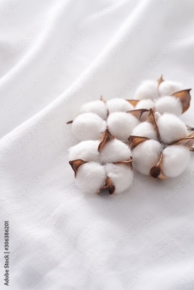 Wall mural cotton plant on a white cloth.