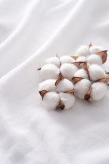 Cotton plant on a white cloth.