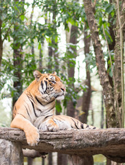 Sumatran tiger in east java indonesia, sitting on a wooden tree bench at rest