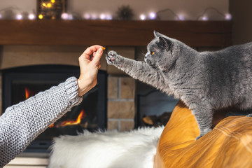 Woman giving pet food snack to her cute british shorthair cat at cozy home interior