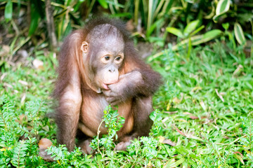 baby orangutan child kid, a critically endangered animal from kalimantan borneo rainforest forest jungle island indonesia