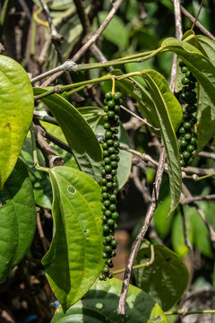 Pepper Plantation, Bolaven plateau, Laos 