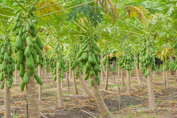 Papaya tree, Papaya tree farm, Papaya tree farm from Thailand country