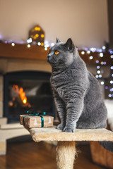 British shorthair cat sitting on pet bed with gift box in front of fireplace at christmas holiday