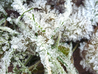 snowflakes and frost close up on grass stems   