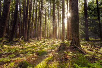 Light filters through a stand of White Spruce trees