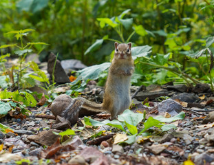 cute young Chipmunk sitting in the grass in the forest
