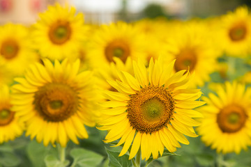 beautiful sunflower blooming in farm