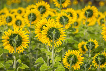 vivid sunflower tree growing in field