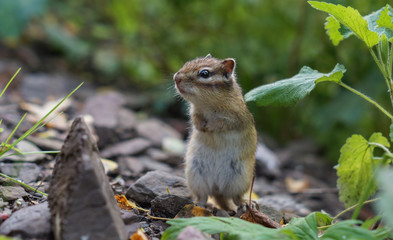 Naklejka na ściany i meble cute young Chipmunk sitting in the grass in the forest