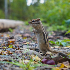 cute young Chipmunk sitting in the grass in the forest
