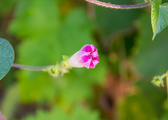 Close-up of pink morning glory flower vine ,flower in the afternoon, summer scene (single Ipomoea purpurea)