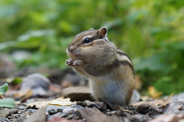 Naklejka na ściany i meble cute young Chipmunk sitting in the grass in the forest