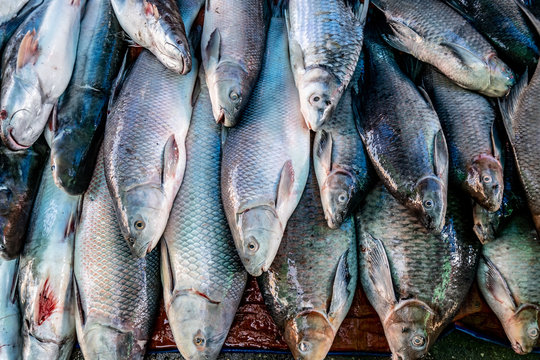 Fresh fish from the Mekong, Laos 