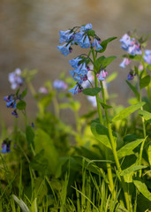 Spring Bluebells blooming along a small stream.