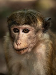 Portait close up of a monkey 