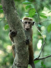 Monkey on a tree in Sri Lanka