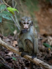 Monkey eating something on a tree