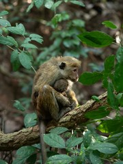 Naklejka na ściany i meble Baby monkey with her mother on a tree in Sri Lanka