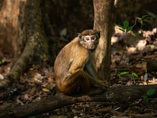 Obraz premium Monkey in the jungle during a sunset