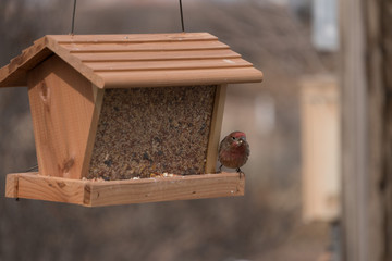 Red Breasted House Finch feeding in New Mexico.