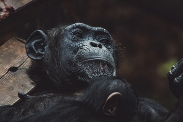 tier, tierpark, säugetier, wild lebende tiere, natur, wild, black, portrait, gefährdend, gesicht, baby, tier, anschauen, dschungel, denken, big, haarig, angaffen, mama, schön, wald, sitzen, affenmutte