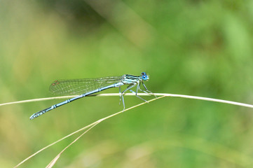 beautiful dragonfly sitting on a blade of grass