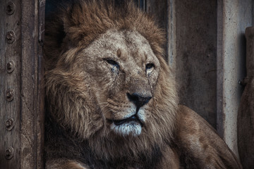 löwe, tier, katze, wild lebende tiere, wild, säugetier, raubtier, löwin, natur, felino, mähne,...