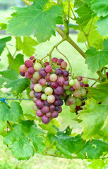 bunch of grapes in the vineyard  