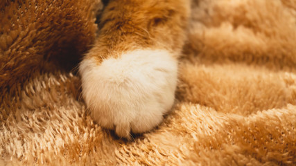 red cat paw close up on a blanket