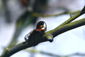 oruga mariposa del limonero 02