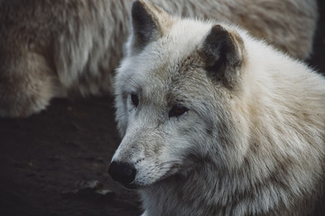 wolf, tier, weiß, säugetier, wild lebende tiere, raubtier, wild, arctic, natur, canino, hund, fell, fleischfresser, grau, wolfs- und schakalartige, wolf, wald, portrait, polar, grau, schnee, fuchs
