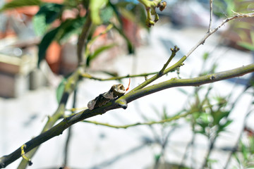 oruga mariposa del limonero 01