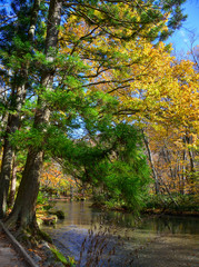 Fototapeta na wymiar Oirase Stream in sunny day, beautiful fall foliage