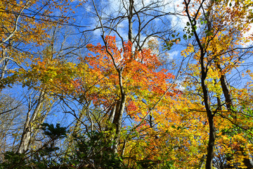 Autumn scenery of Oirase Gorge, Japan