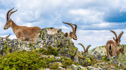 Spanish wild goats at La Pediza, Mountains of Madrid, Spain
