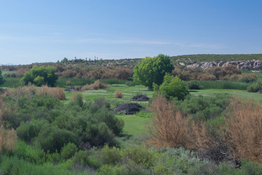 Mesilla Valley Bosque View.