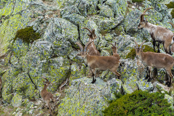 Spanish wild goats at La Pediza, Mountains of Madrid, Spain