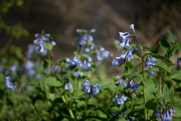 Spring Bluebells blooming along a small stream.