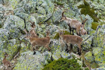 Spanish wild goats at La Pediza, Mountains of Madrid, Spain