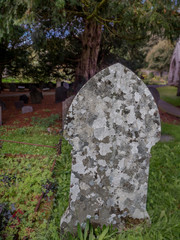 Very old graveyard with very old trees in Wales