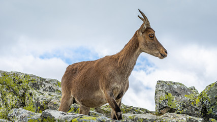 Spanish wild goats at La Pediza, Mountains of Madrid, Spain