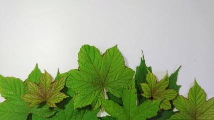 happy anniversary celebrities leaf for background festivals 