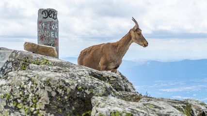 Spanish wild goats at La Pediza, Mountains of Madrid, Spain